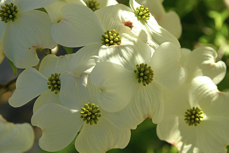 White Dogwood Blooms In The Morning Sun Photograph by Robert Tubesing ...