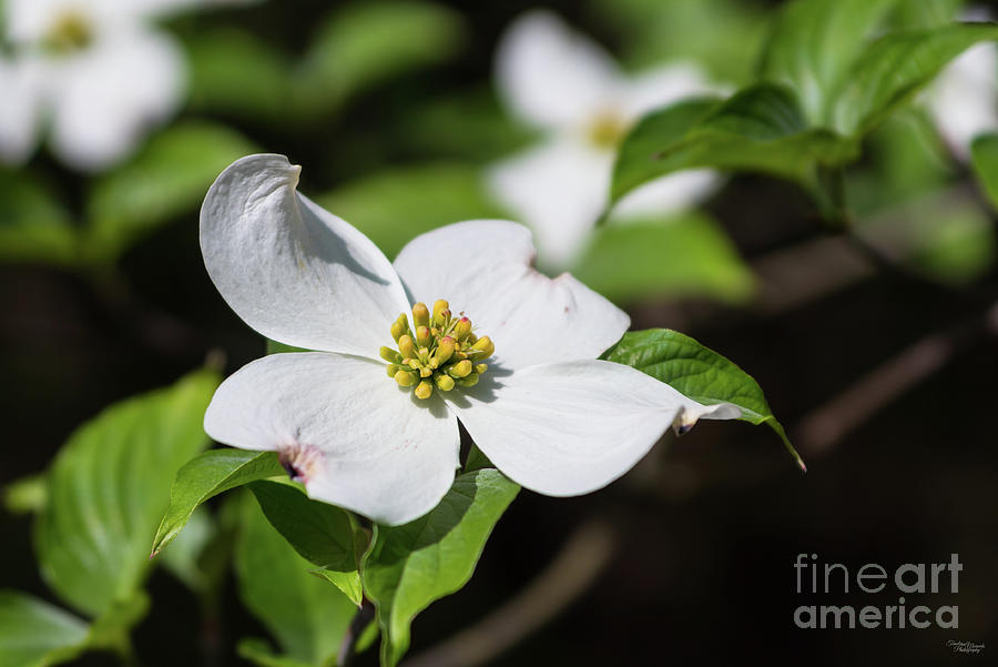 White Dogwood Blossom Photograph by Jennifer White