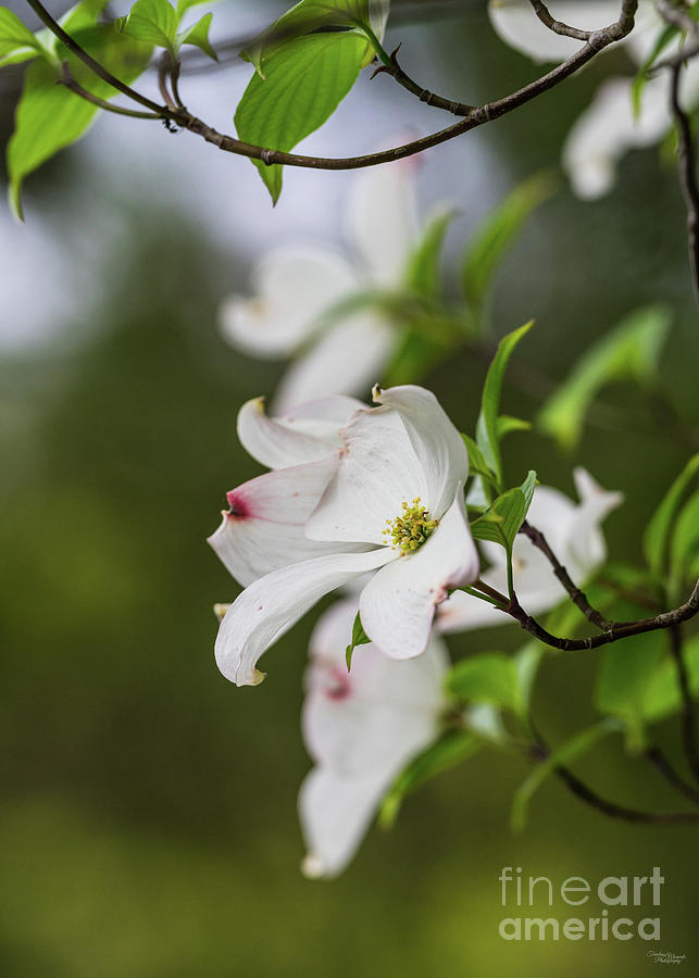White Dogwood Blossoms Photograph by Jennifer White