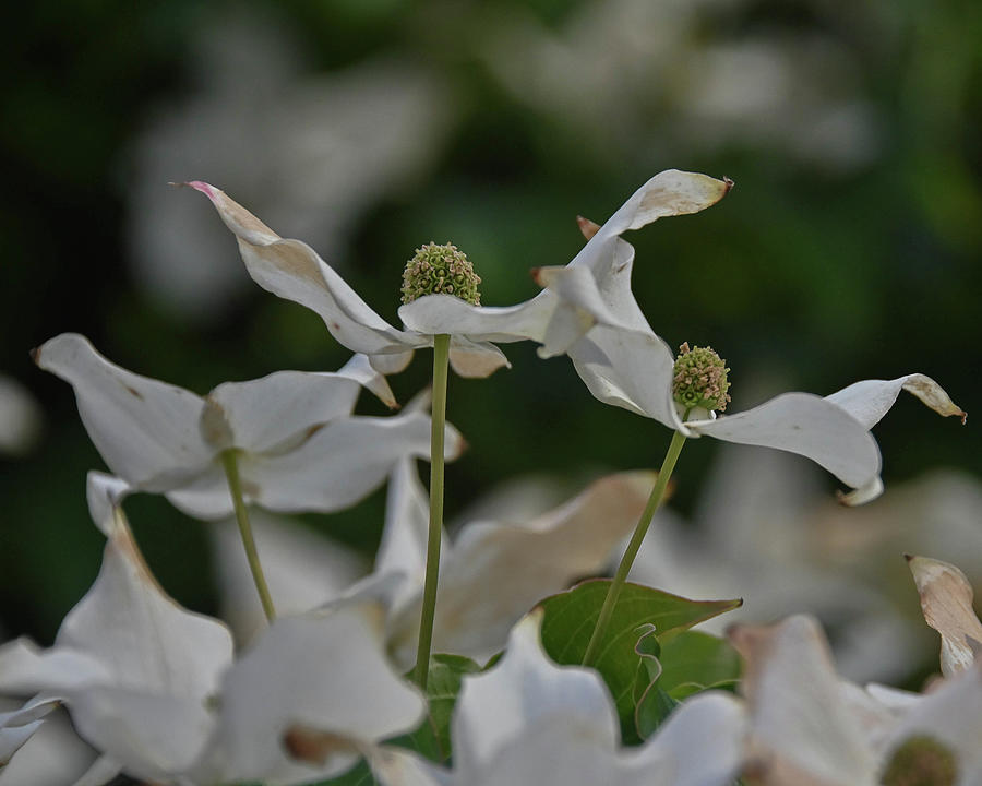 White Dogwood Flowers Photograph by Alan Goldberg