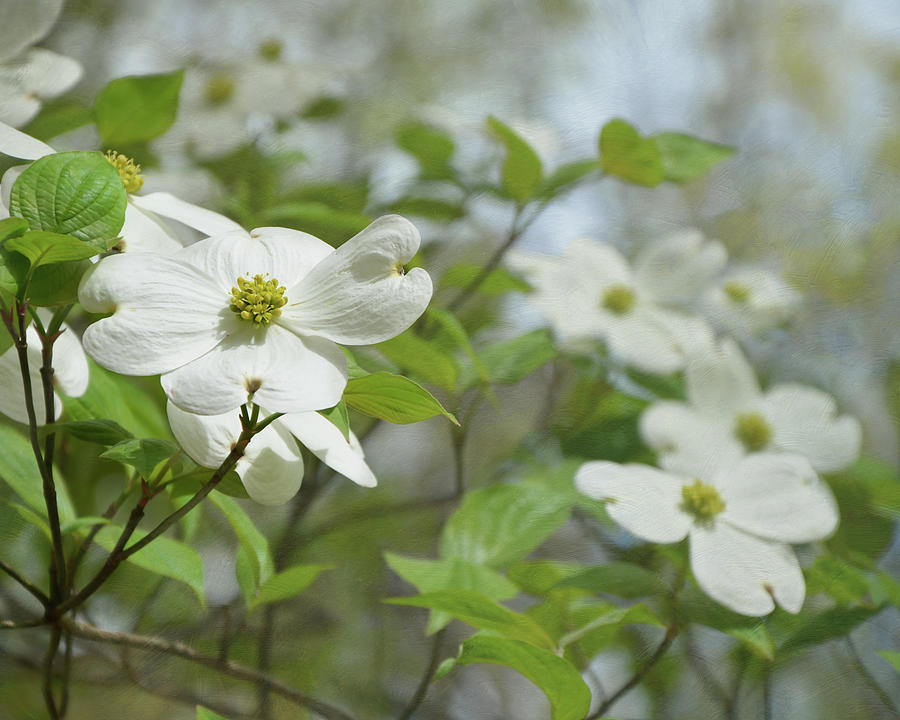 White Dogwood Flowers Mixed Media by Isabela and Skender Cocoli | Pixels