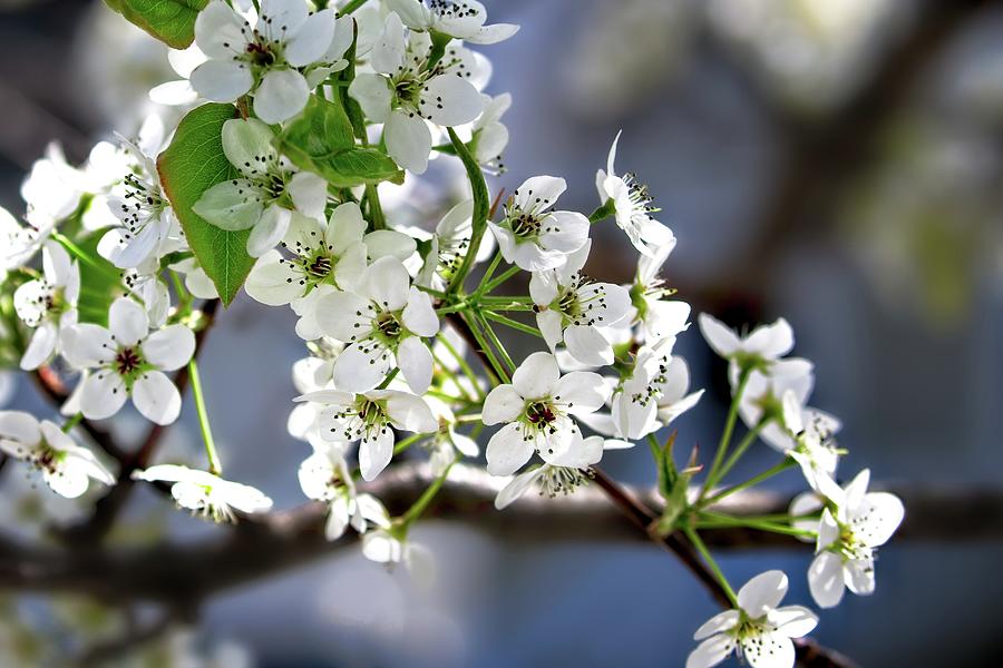 Pic Photograph - White Dogwood Flowers by Matthew Adelman Pic Photograph - White Dogwood Flowers by Matthew Adelman