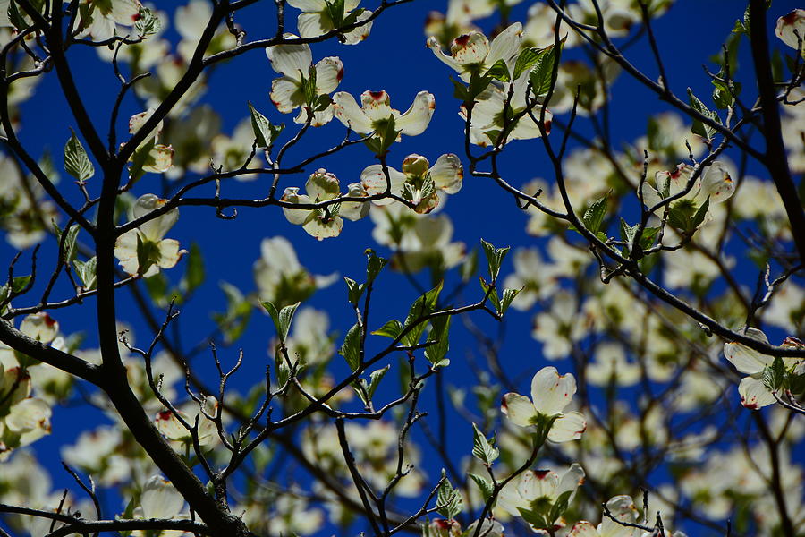 White Dogwood Flowers Photograph by Raymond Salani III