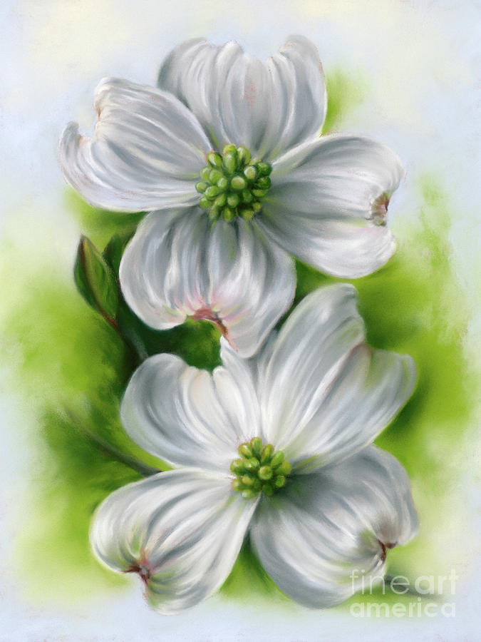 White Dogwood Pair in Spring Painting by MM Anderson