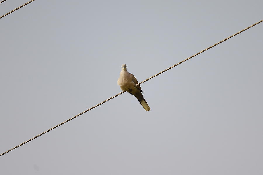 Spring Photograph - white dove , Indian bird by Dinesh Kag