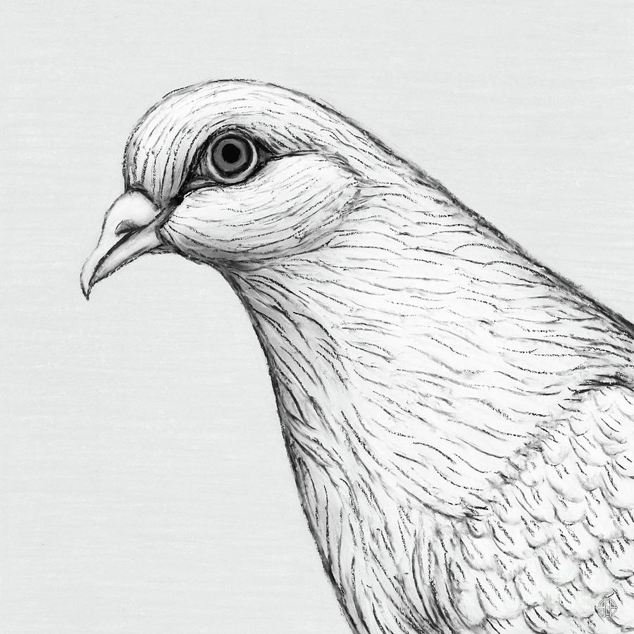 White Dove. Black and White Drawing by Amy E Fraser