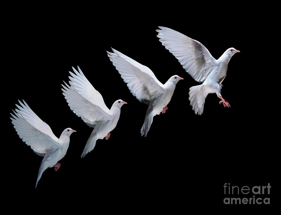 Pigeon Photograph - White dove in flight multiple exposure 4 on black by Warren Photographic