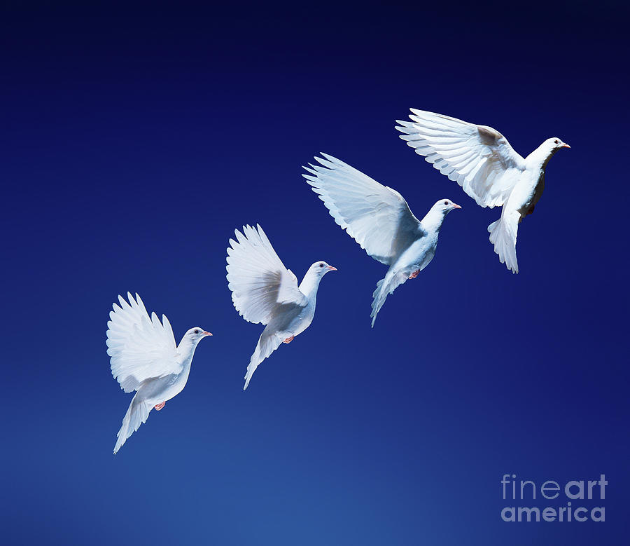 White dove in flight multiple exposure 4 on blue Photograph by Warren Photographic