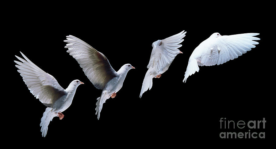 White dove in flight multiple exposure Photograph by Warren Photographic