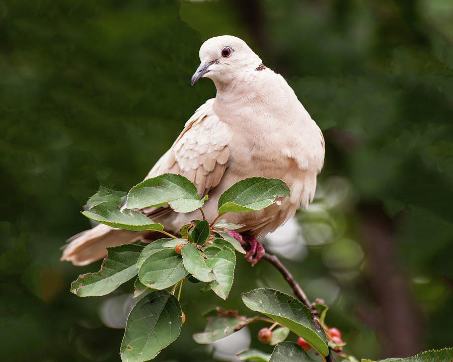 White Dove On A Bush Photograph by Flees Photos