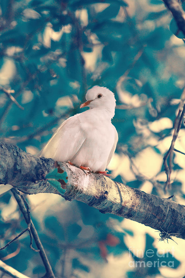 White Dove, Promise of Peace Photograph by Ella Kaye Dickey