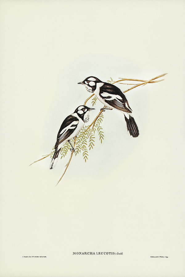 John Gould Drawing - White-eared Flycatcher, Monarcha leucotis by John Gould