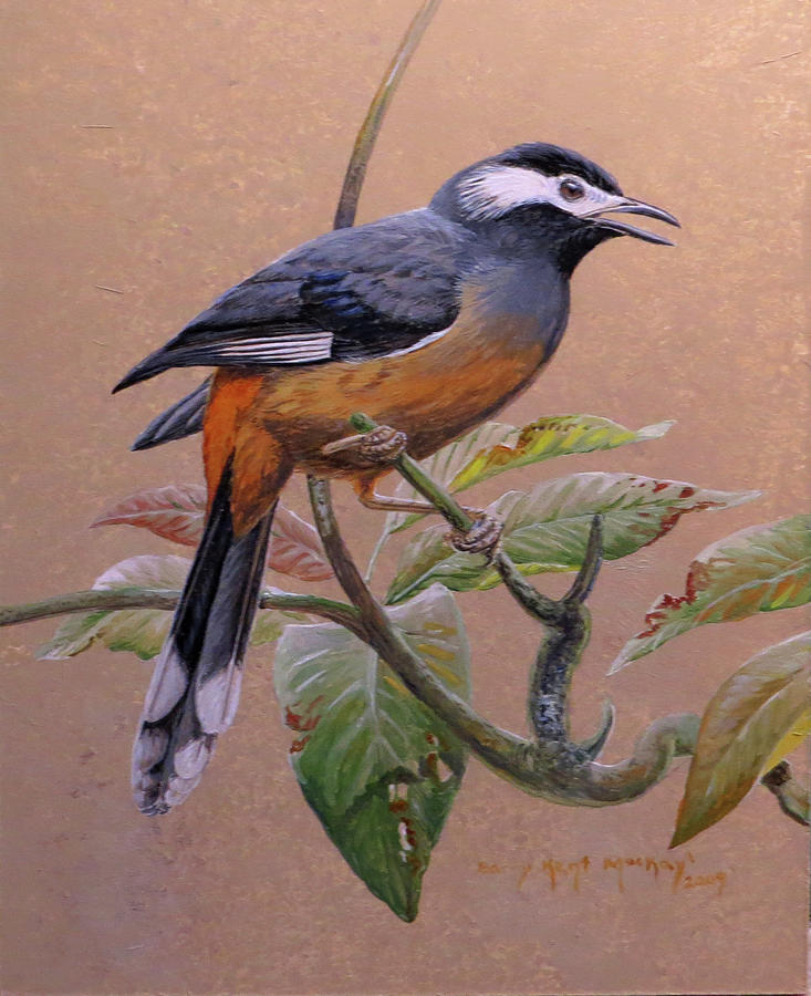 White-eared Sibia Painting by Barry Kent MacKay