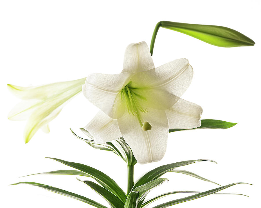 White Easter Lily II Photograph
