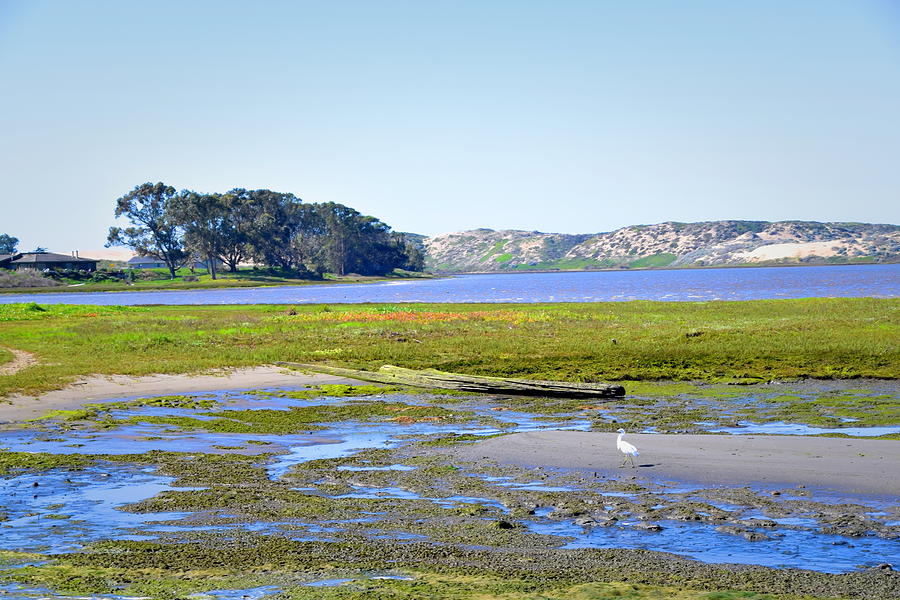 White Egret in the Wetlands at Montana de Oro State Park Photograph by Floyd Snyder