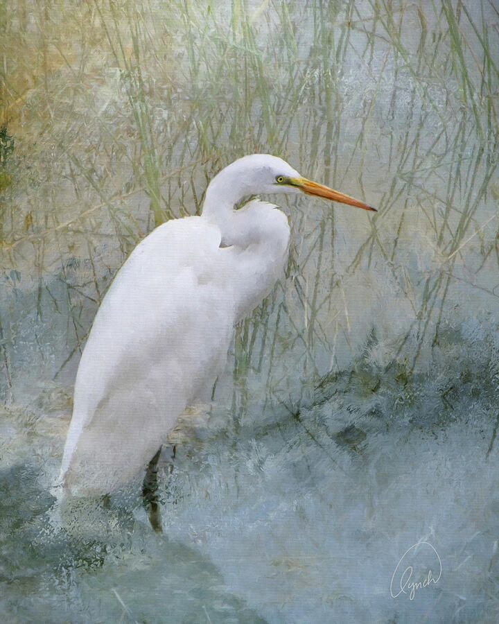 Egret Photograph - White Egret 17 by Karen Lynch