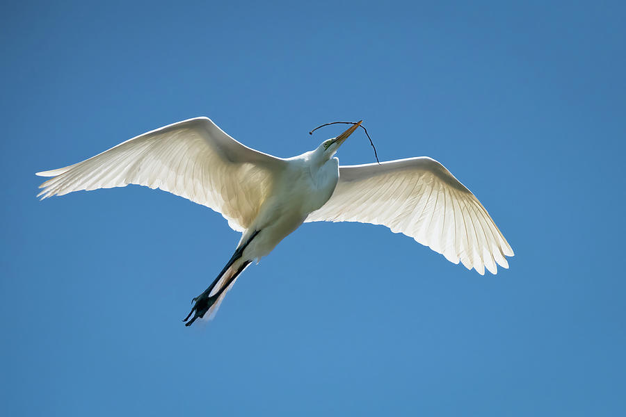 White Egret-2 Photograph by John Kirkland