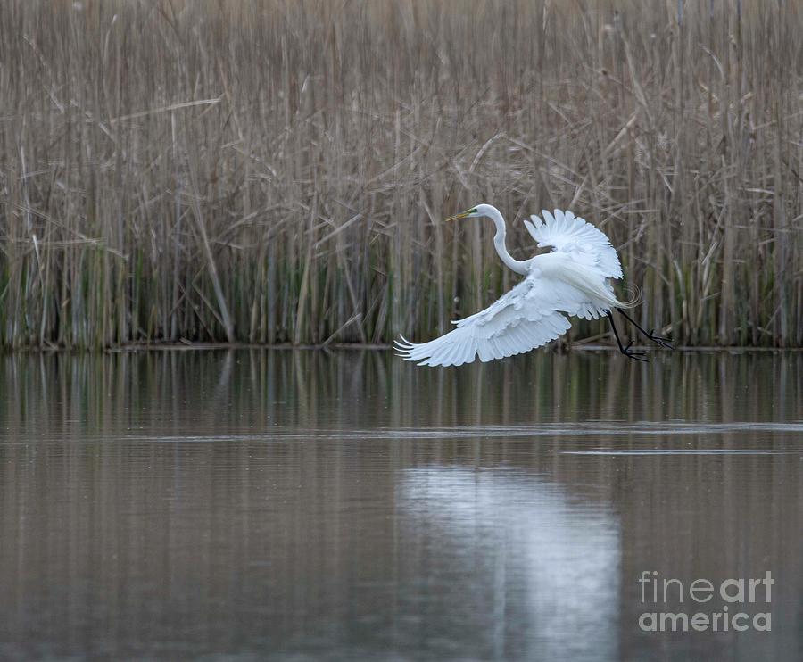 Spring Photograph - White Egret - 3 by David Bearden