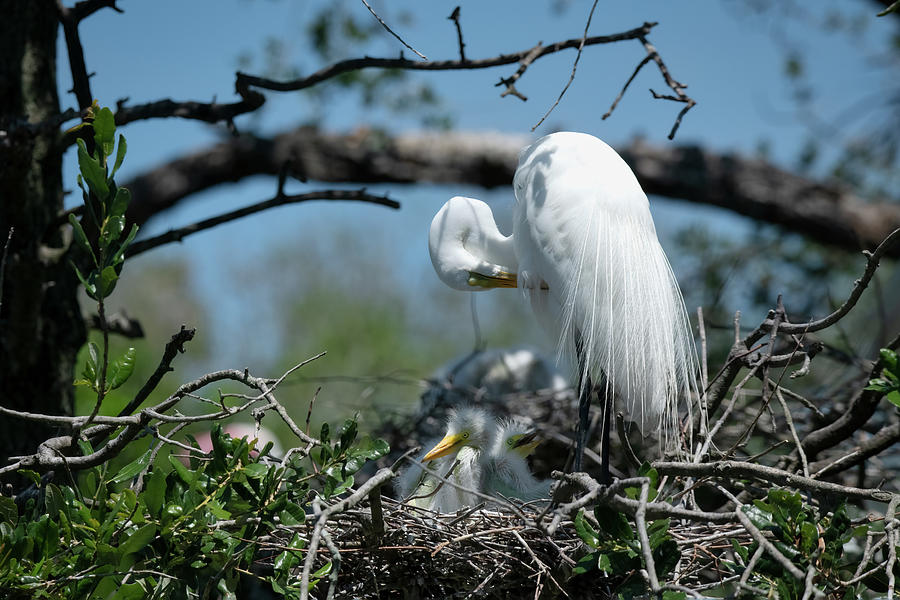 White Egret-3 Photograph by John Kirkland