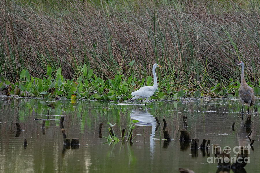 White Egret and Sand Hill Crane Photograph by David Bearden - Fine Art ...