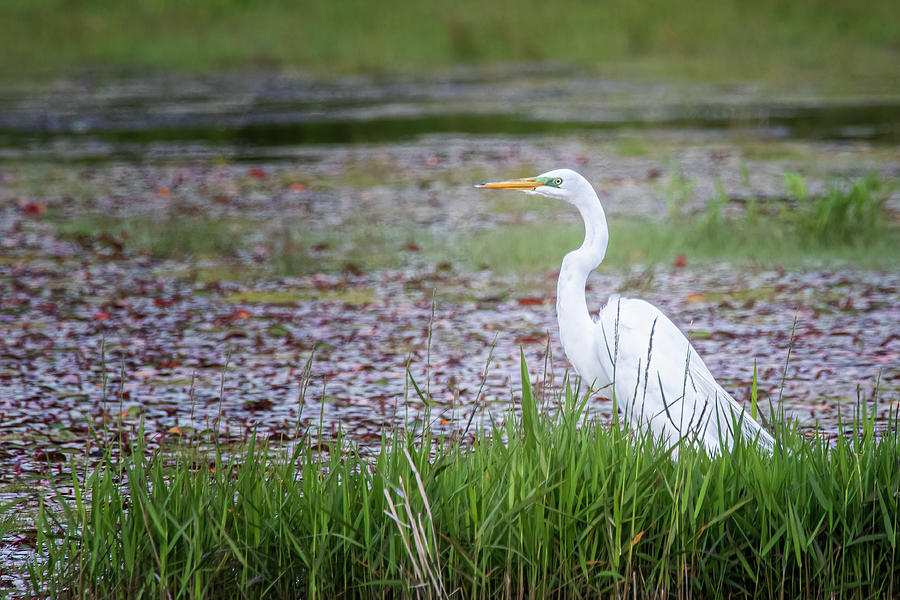 White Egret at the Willow Pond Photograph by Bob Decker