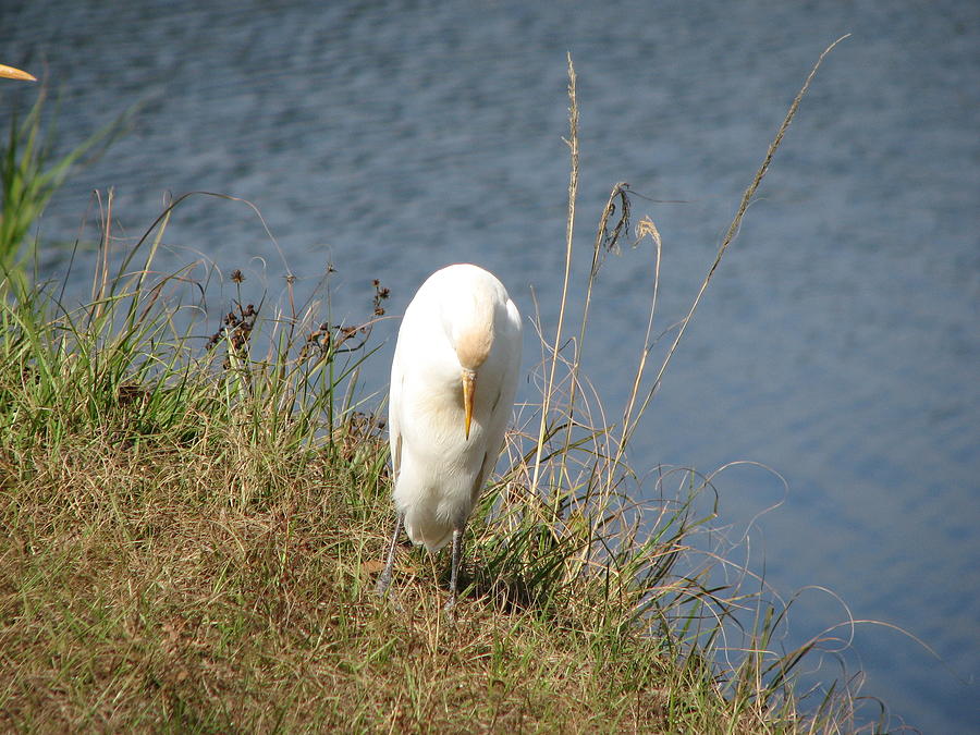 White Egret Bird Bowing Head Photograph by Ian Sands