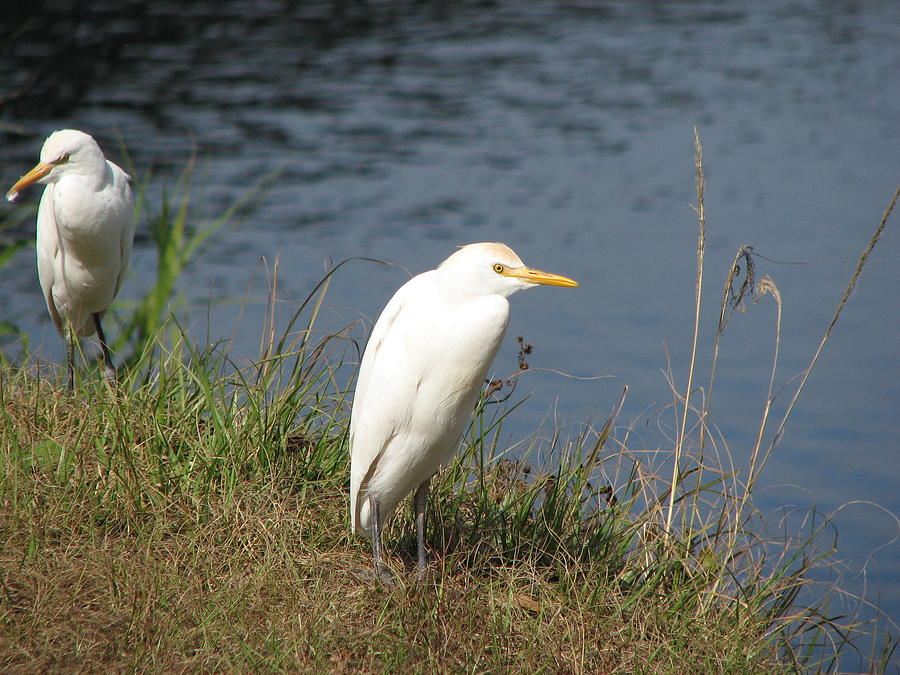 White Egret Cattle Birds Photograph by Ian Sands
