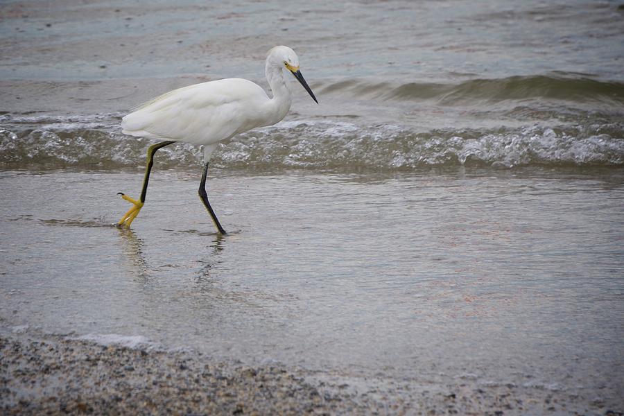 White Egret Combing the Beach Photograph by Sean Hannon