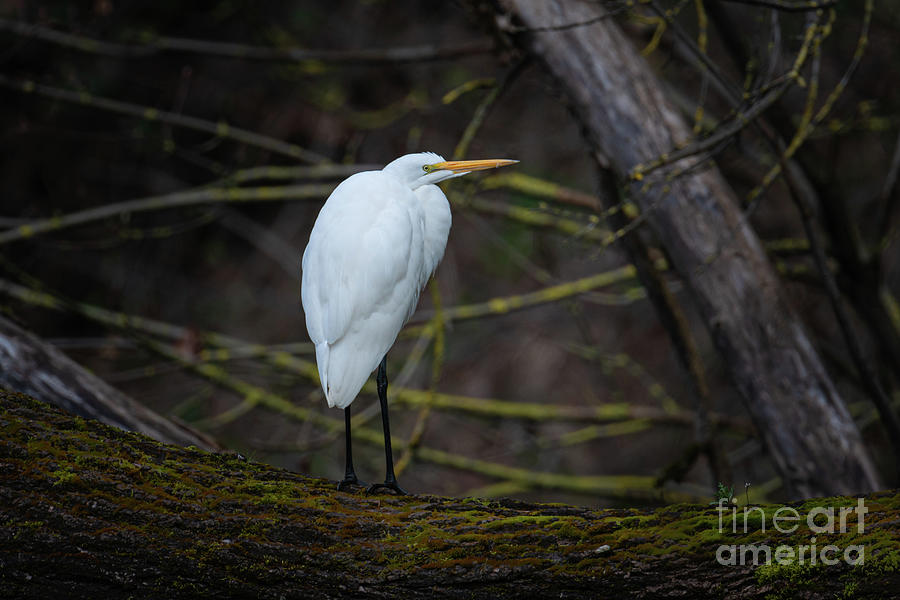 White Egret Photograph by Craig Leaper