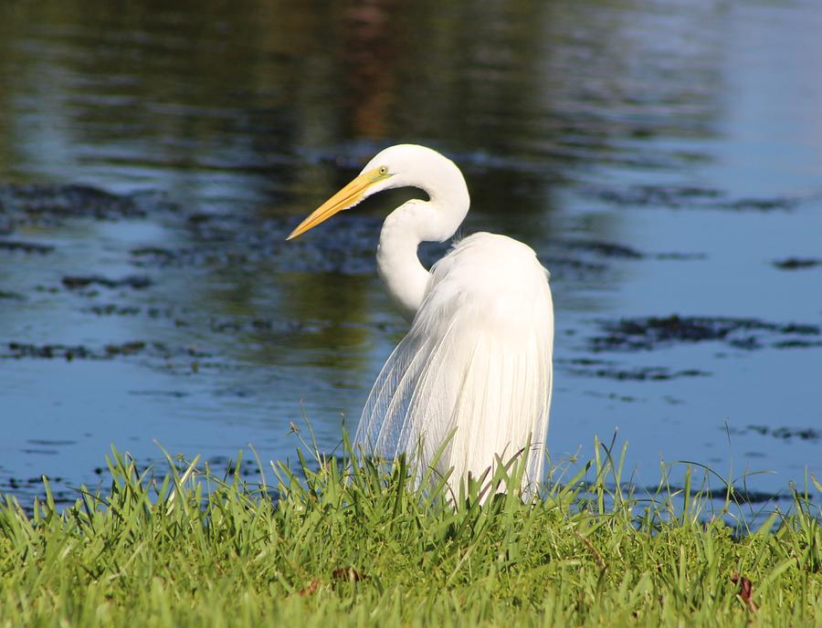 White Egret Photograph by David Zuhusky - Fine Art America