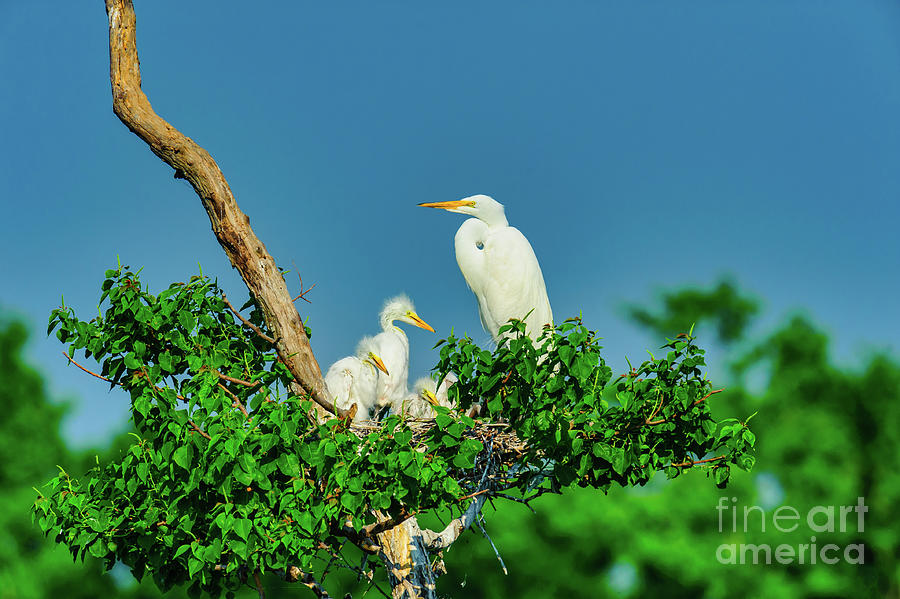 Bird Photograph - White Egret Family by Bee Creek Photography - Tod and Cynthia