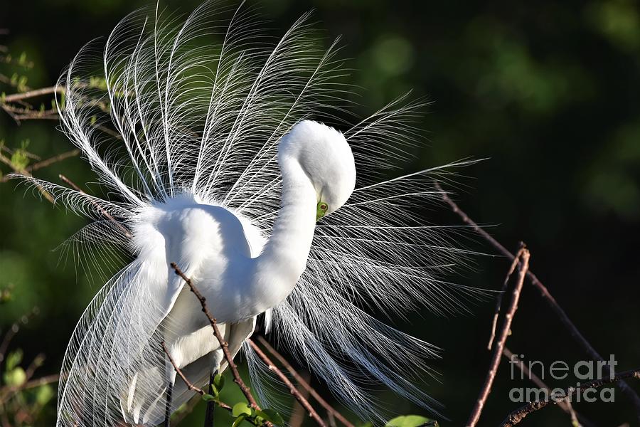 White Egret Feather Display Photograph by Julie Adair