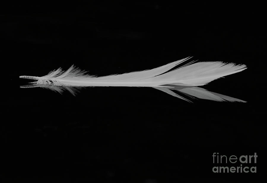 White Egret Feather Photograph by Douglas Stucky