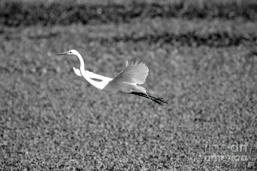 White Egret Photograph by Felix Lai