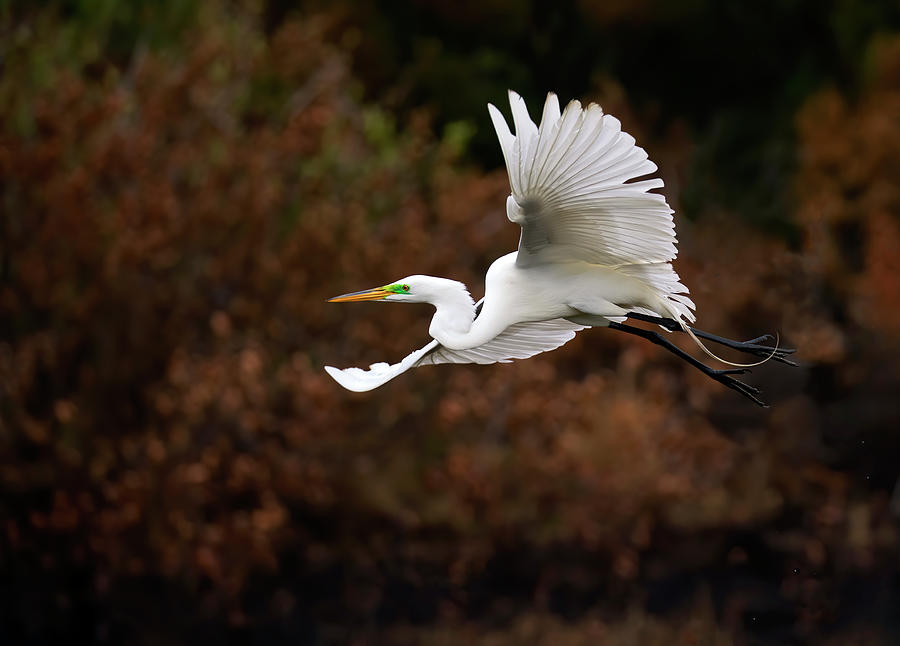 White Egret Flight Photograph by Art Cole