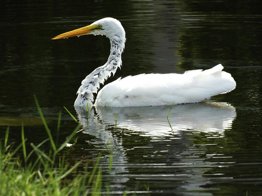 White Egret Floats Photograph