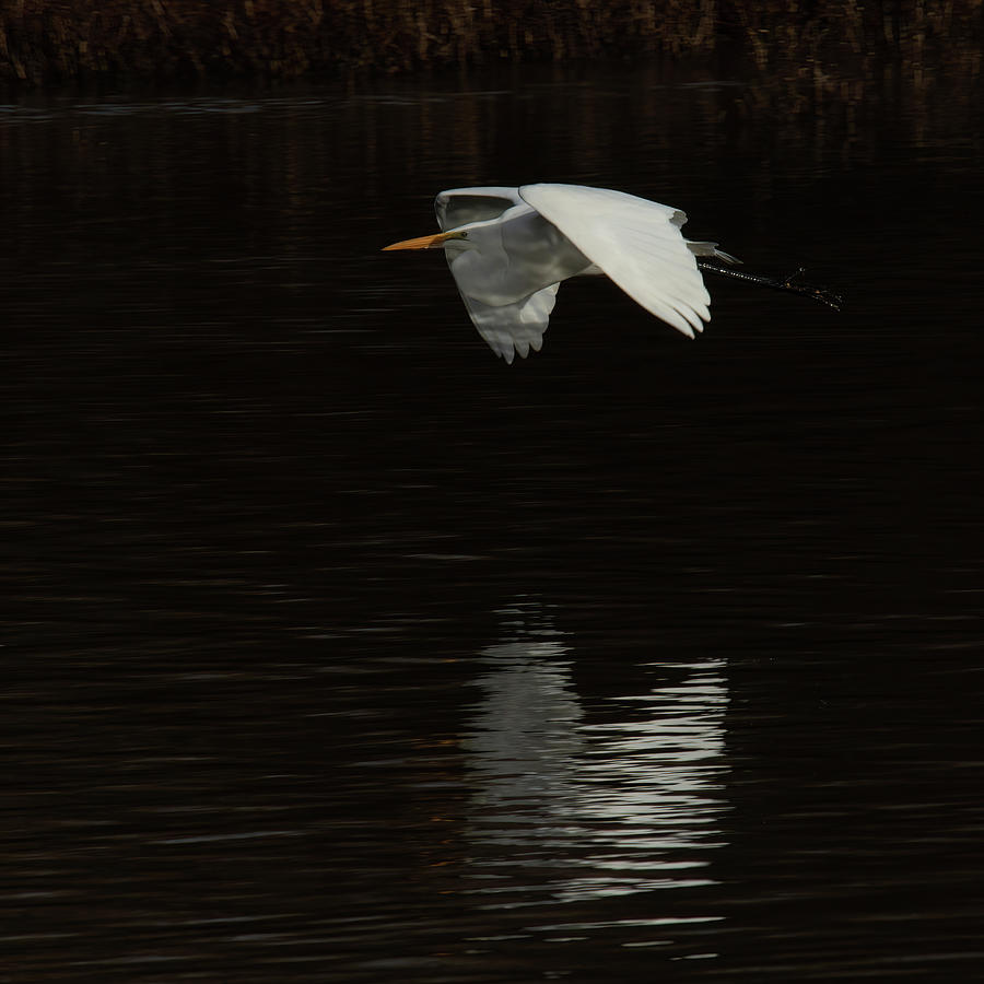 White Egret Flying 2 Photograph by Rebecca Cozart