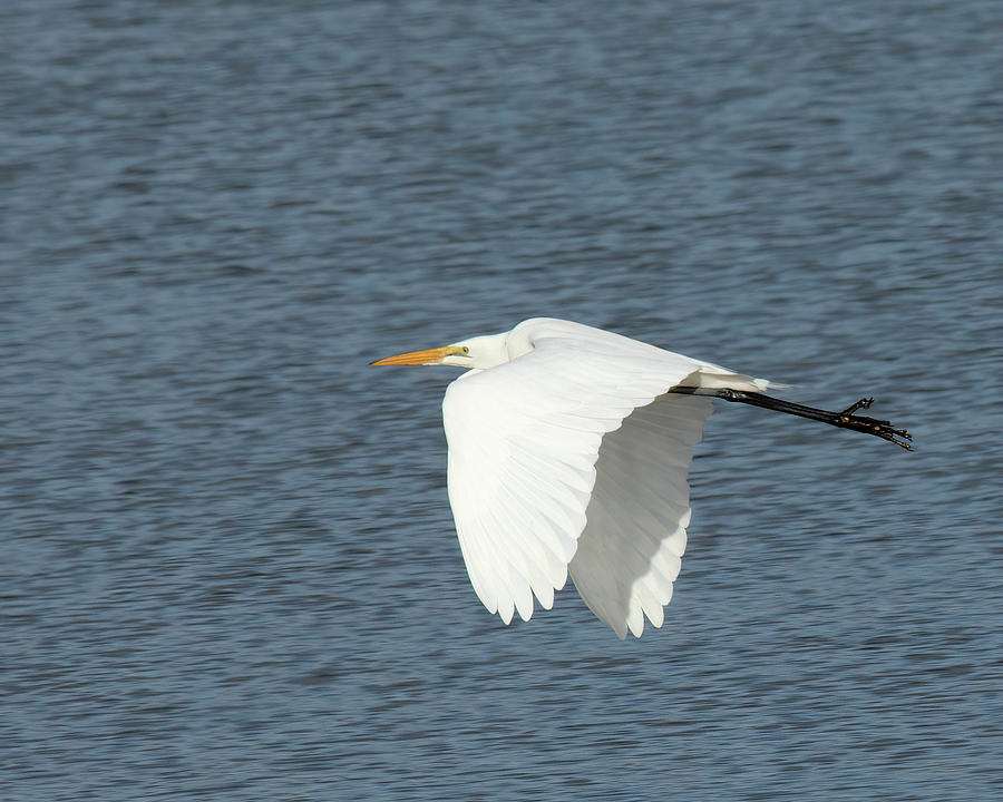 White Egret Flying Photograph by Rebecca Cozart