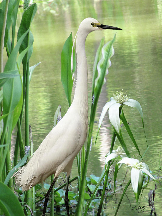White Egret in Brooker Creek Digital Art by M Spadecaller