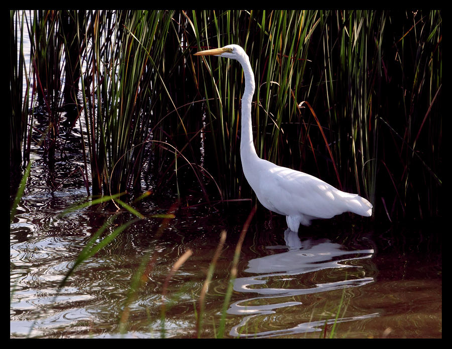 White Egret in Reeds Photograph by Mark Ivins
