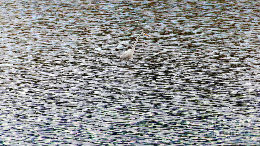 White Egret In Rippled Shallows Photograph