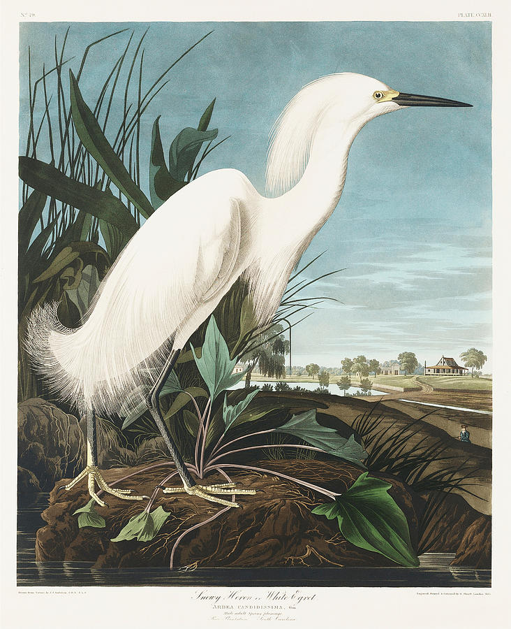 White Egret. John James Audubon Painting by World Art Collective