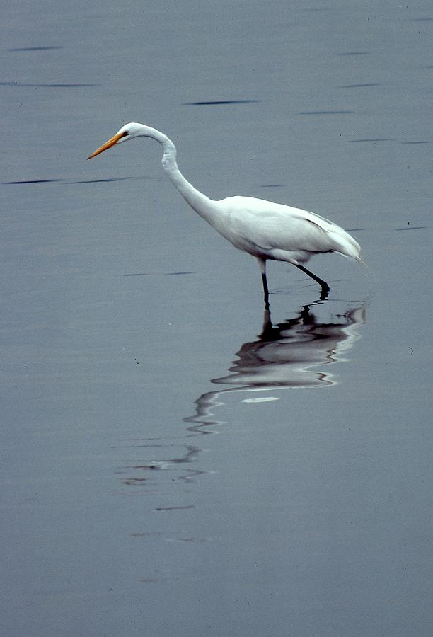 White Egret Photograph by Lawrence Christopher