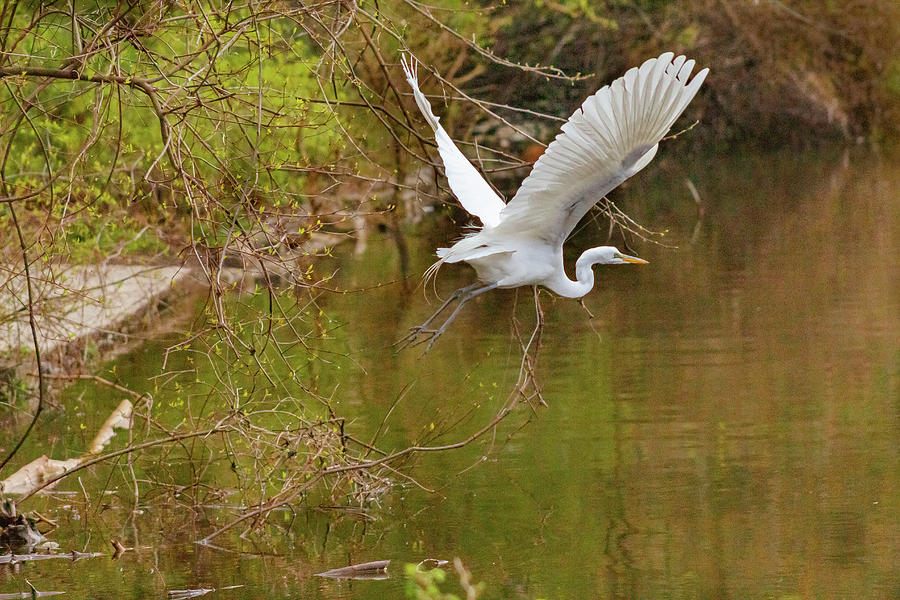 White Egret of Brooklyn, NY Photograph by Auden Johnson