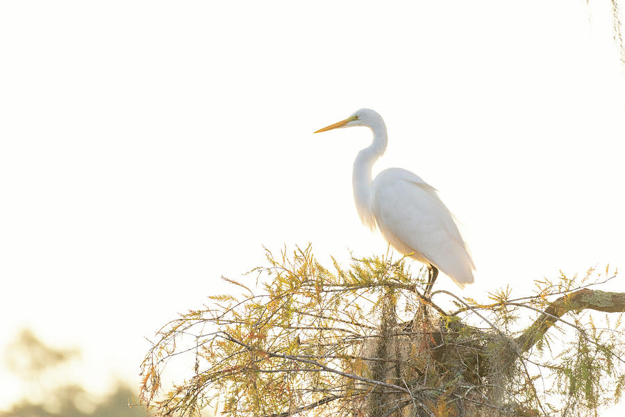 White Egret on Caddo Photograph by David Downs