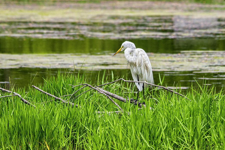 White Egret on the Willow  Photograph by Bob Decker