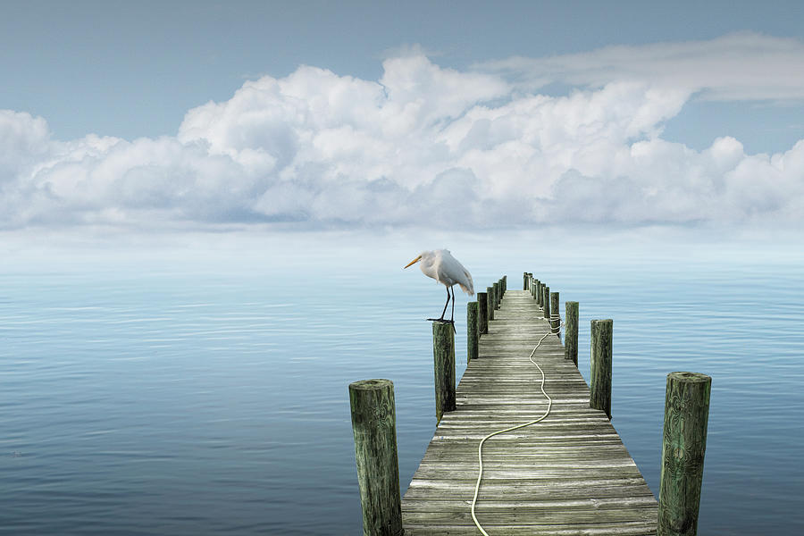 White Egret perched on a piling of a Boat Dock Photograph by Randall Nyhof