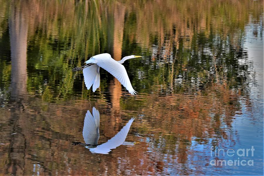 White Egret Reflection Photograph