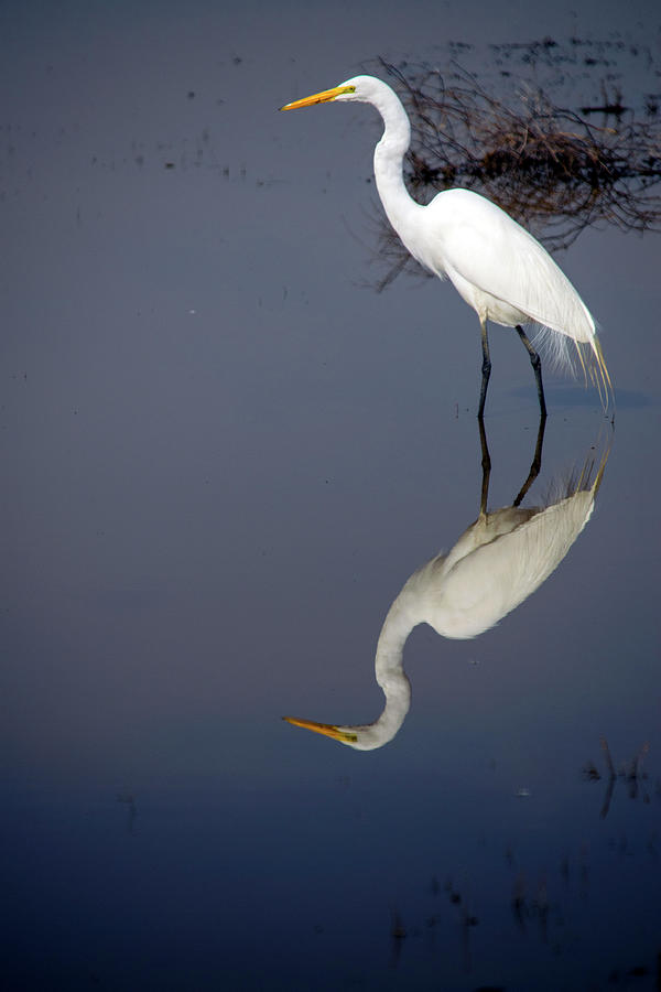 White Egret Reflection Photograph