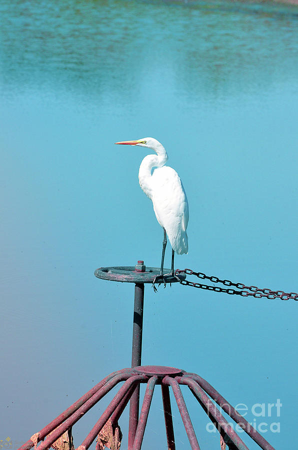 Egret Photograph - White Egret by Serbennia Davis